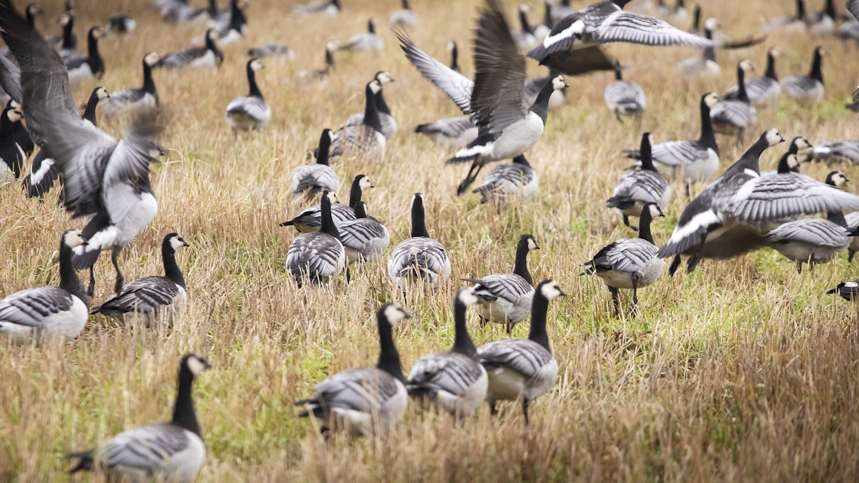 Valkoposkihanhia nurmipellolla. Kuvituskuva.