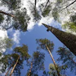 Metsäkeskuksen vuosittainen kysely osoittaa, että sekä metsänomistajat että metsäalan ammattilaiset arvostavat koulutuksissa ennen kaikkea ajankohtaisuutta ja käytännönläheisyyttä