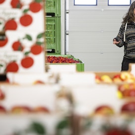 Ulo-varastossa omenat säilyvät pitkälle kevääseen, sanoo Söderlångvikin puutarhuri Karin Arfman.