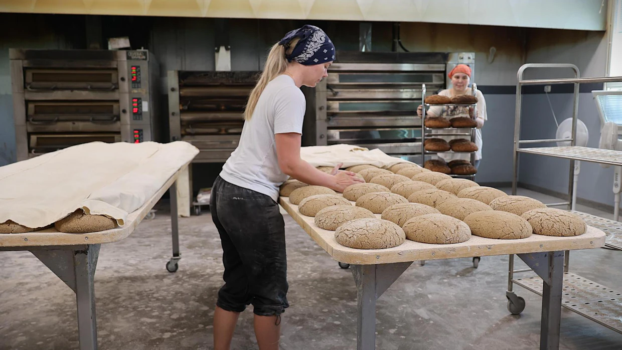 Ruisleivän leipominen on perinteistä käsityötä. Taikinaa sekoitetaan härkimellä ja leivät pyöritellään käsin. Sanna Korhonen työskentelee osa-aikaisesti Muhosen tilaleipomossa.