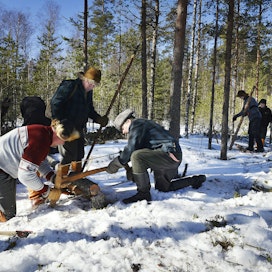 Reijo Hongisto, Martti Hautamäki ja Reijo Kivijärvi kaatoivat puun pokasahalla vanhan ajan savottatapahtumassa Alajärvellä. 
