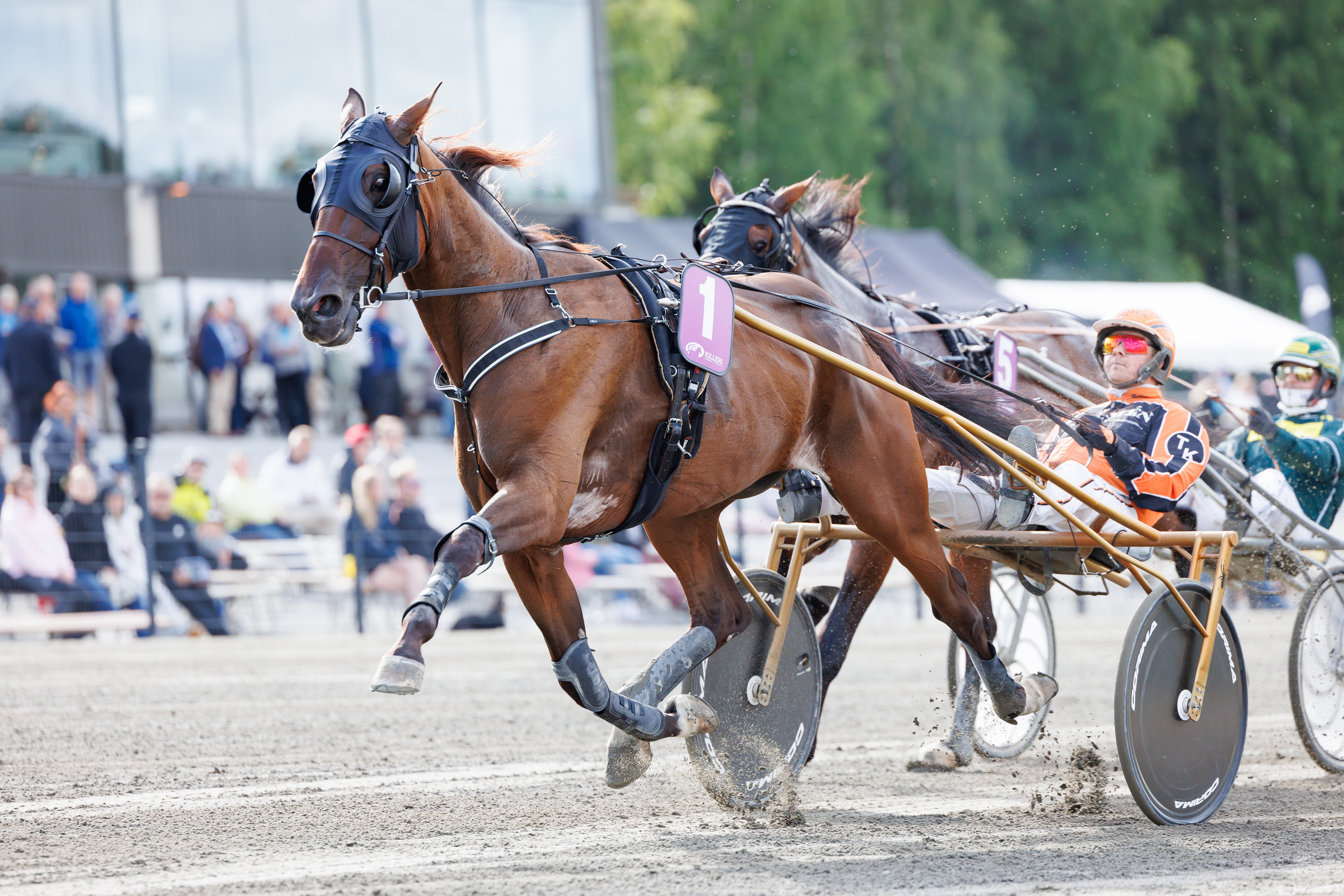 American Hero oli mukana viime kesän Suur-Hollola-ajon finaalissa Tommi Kylliäisen ohjastamana.