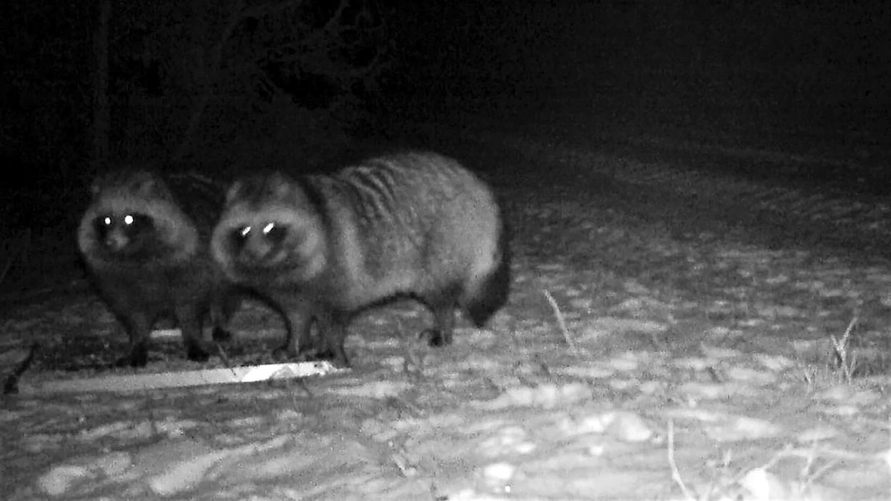 Laukaassa sijaitsevalla tilalla laitettiin ruokintapaikka rusakoille ja hirvieläimille, mutta sinne ilmestyi myös supikoirapariskunta.