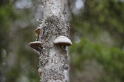 Lahopuut ja katkaisemalla tehdyt tekopökkelöt auttavat monipuolistamaan talousmetsien lajistoa. 