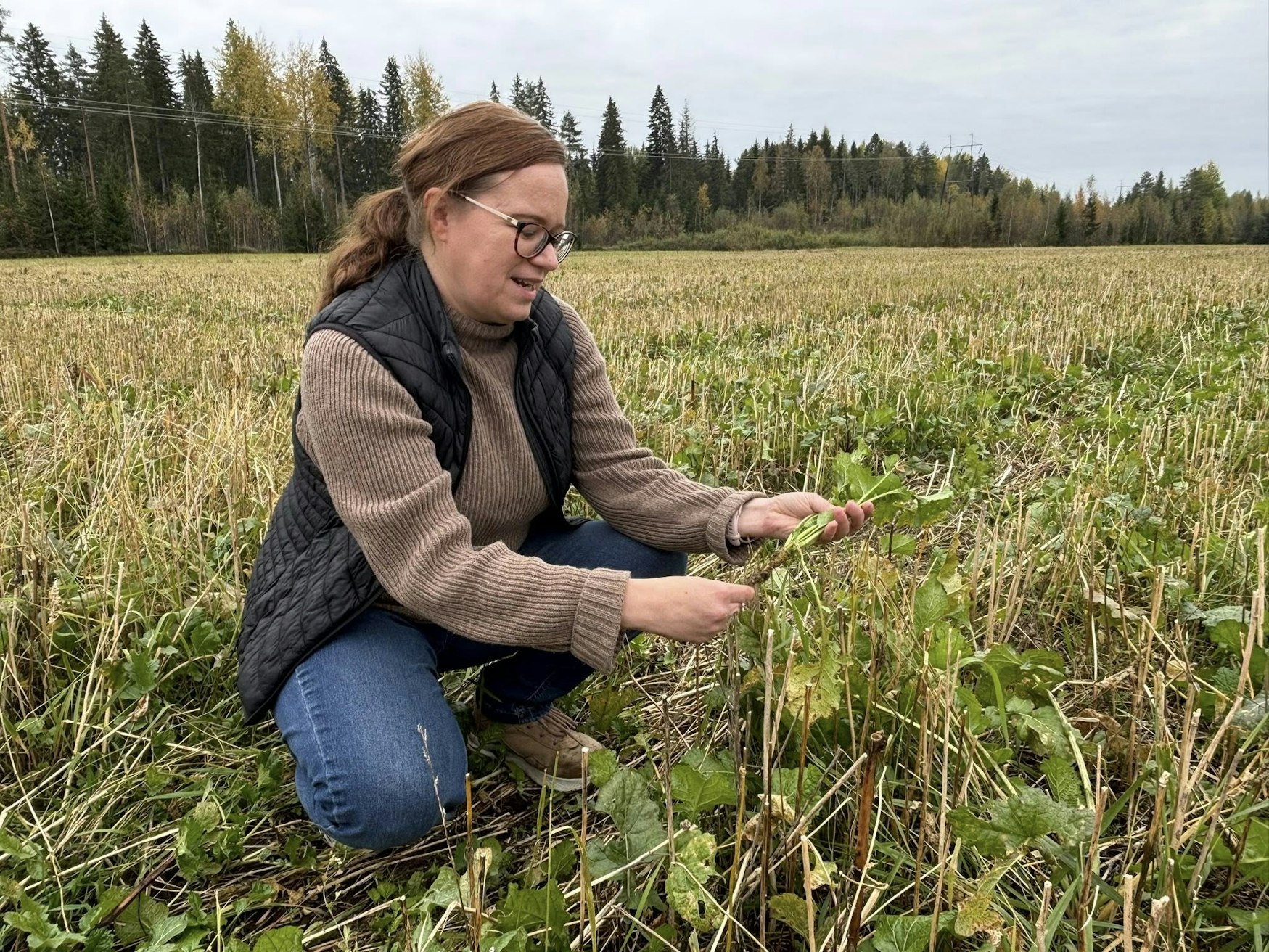 Sari Himanen oli lokakuussa tyytyväinen rypsikasvustoon kehittyneen paalujuuren kokoon ajatellen kasvuston talvehtimista.