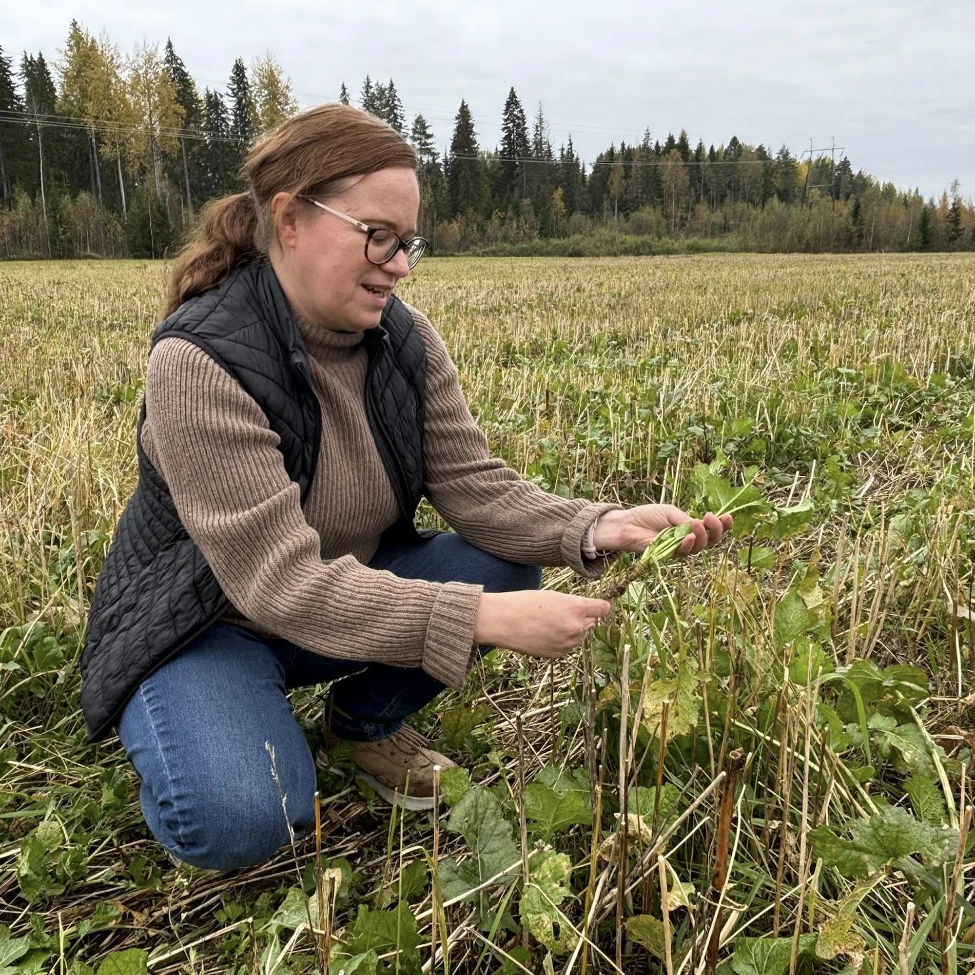 Sari Himanen oli lokakuussa tyytyväinen rypsikasvustoon kehittyneen paalujuuren kokoon ajatellen kasvuston talvehtimista.