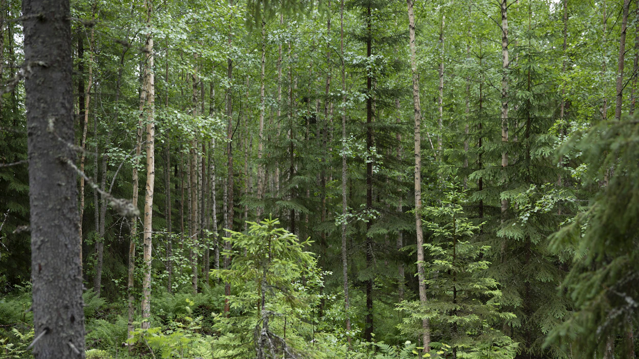 Sekametsien perustamisen ja kasvattamisen menetelmiä on tutkittu muun muassa Luonnonvarakeskuksen Sekava-hankkeessa.