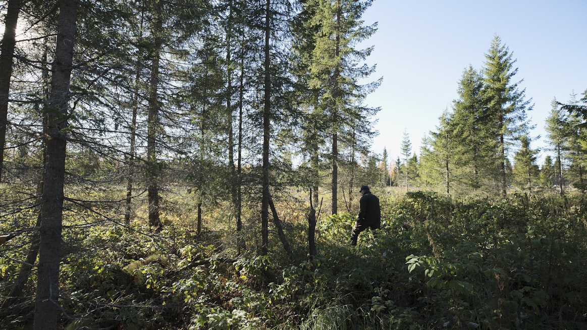Jatkuvassa kasvatuksessa metsät kuusettuvat.