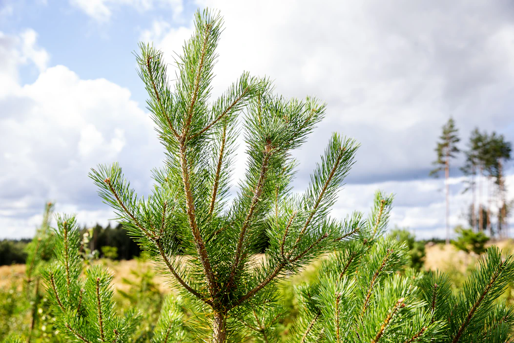 Metsämaasta on maksettu nimellisesti huippuhintoja, mutta kauppojen määrä on silti ollut laskussa.