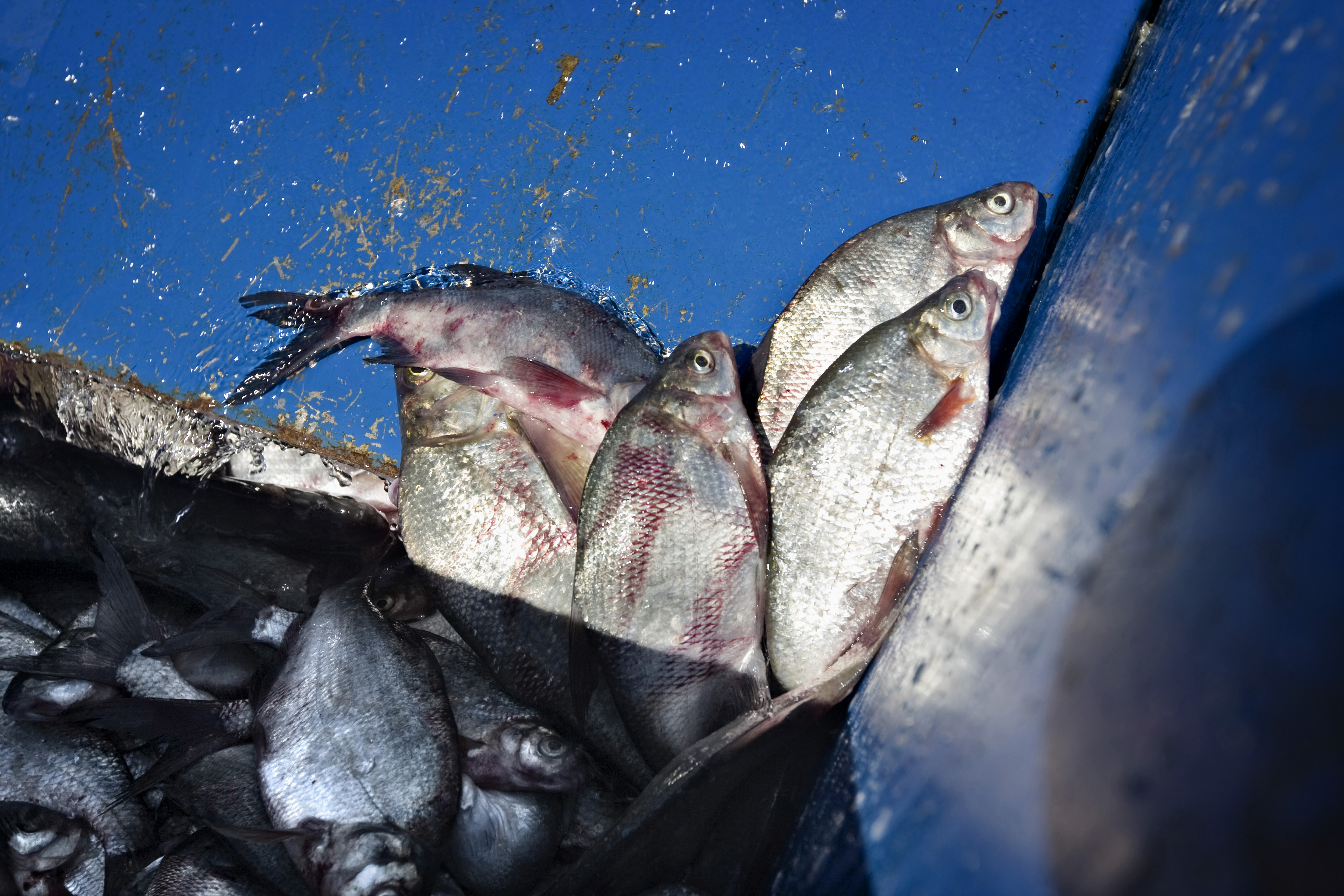 Juuri pyydettyä saalista. Kuvituskuva.