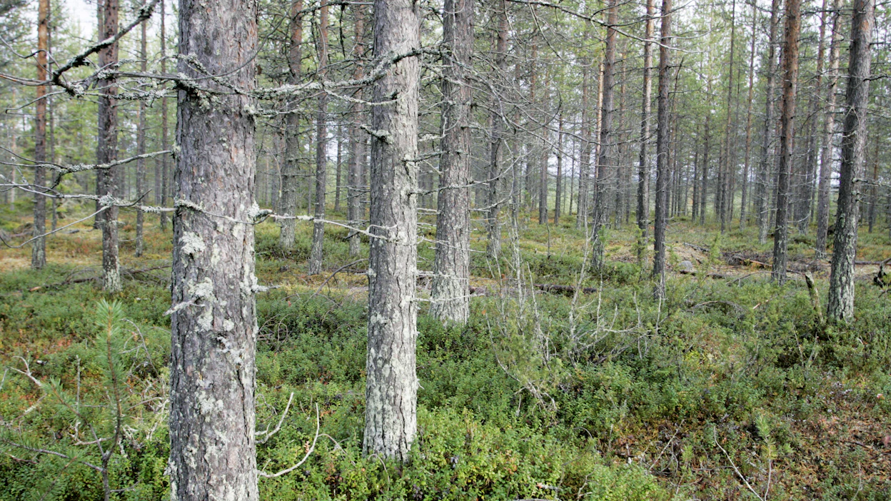 Harvennushakkuita tehdään Suomessa vuosittain puolella miljoonalla hehtaarilla.