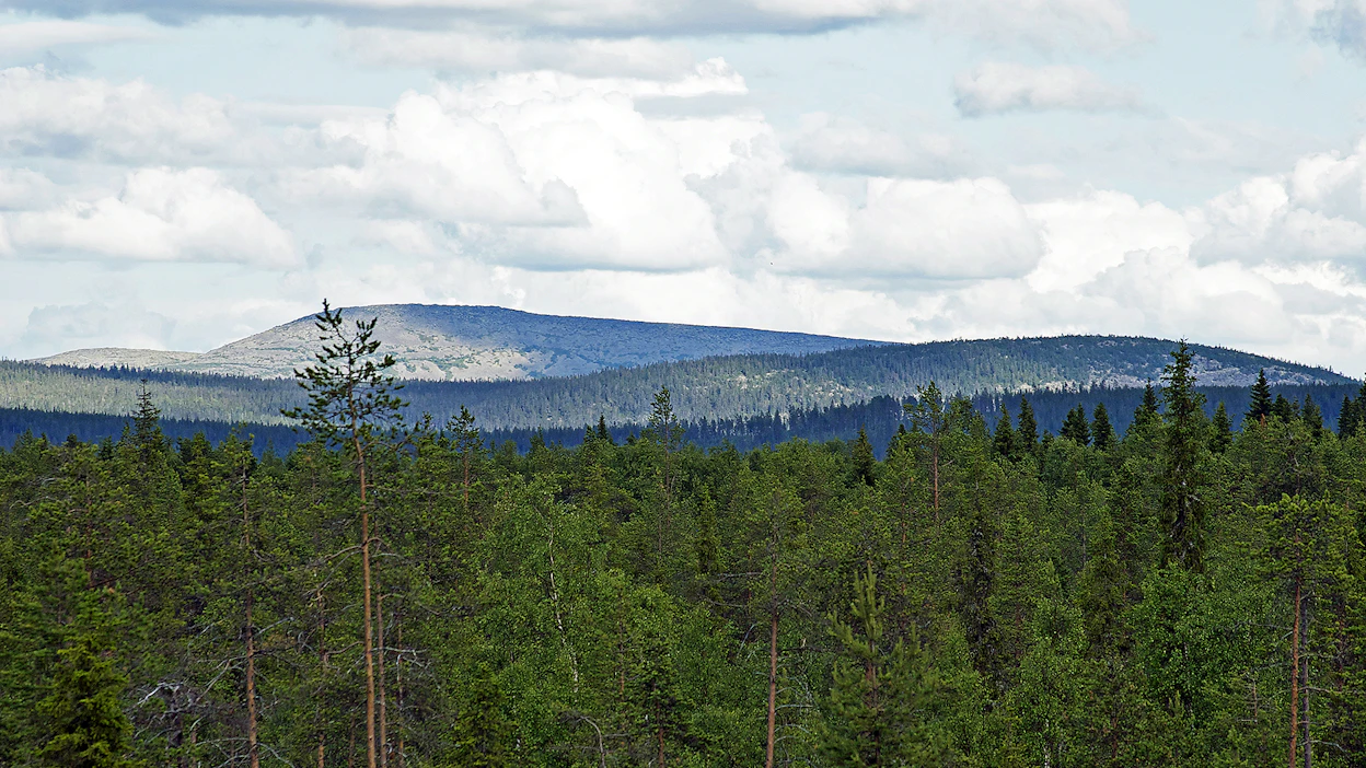 Vihreät suojelisivat luonnontilaiset metsät, suot ja vesistöt. Vasemmistoliitto suojelisi ”vanhat arvometsät” välittömästi.