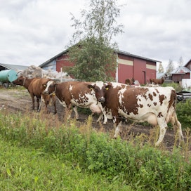 Kun laitumen tarjonta heikkenee kesän lopulla, lehmät tulevat tilakeskukseen oma-aloitteisesti jo ennen lypsyä. 