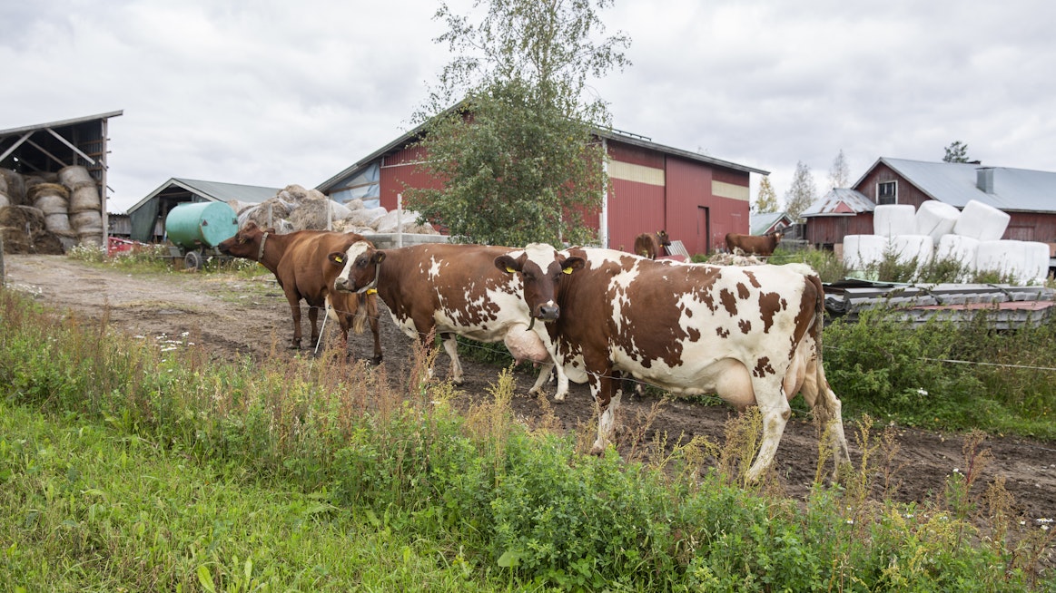 Kun laitumen tarjonta heikkenee kesän lopulla, lehmät tulevat tilakeskukseen oma-aloitteisesti jo ennen lypsyä. 
