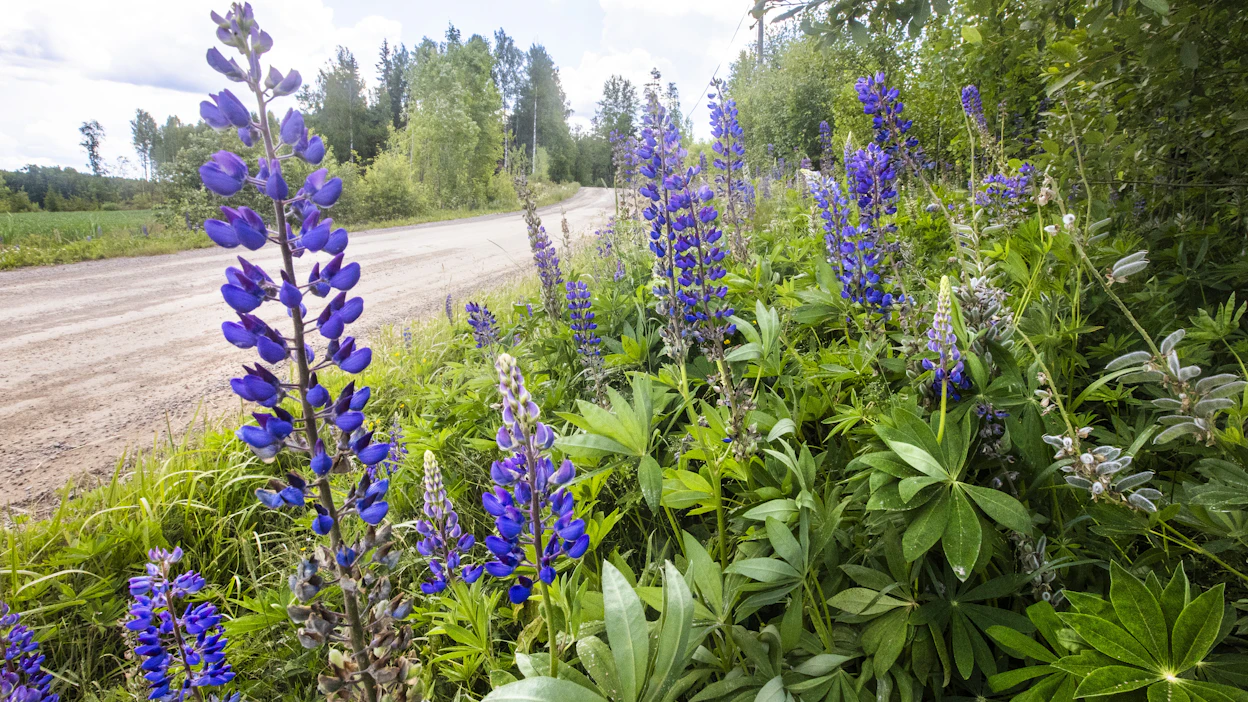 Lupiini on haitallinen vieraslaji.