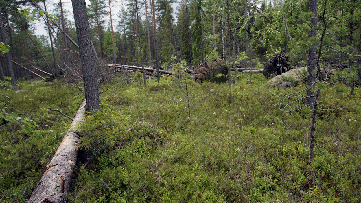 Kovat tuulet kaatavat helposti etenkin ennestään vaurioituneita tai aukon laidassa olevia puita. Arkistokuva.