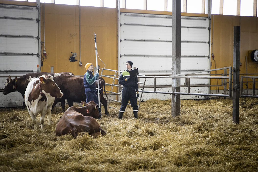 Metaanimittausta Arvelan tilalla Pöytyällä. Suomessa on käynnissä monia hankkeita nautojen metaanipäästöjen vähentämiseksi.