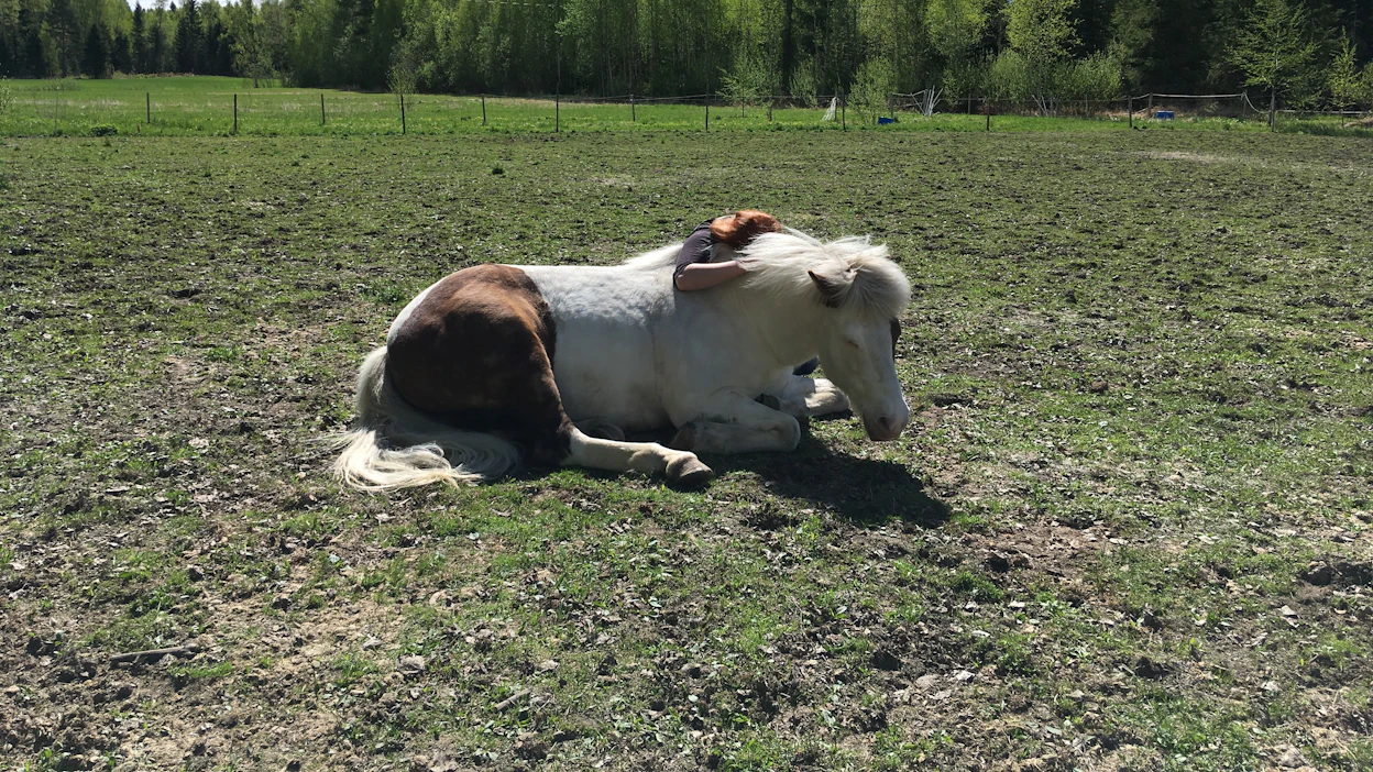 Hevosen lopetuksen kriteerit ja tapa on hyvä suunnitella silloin, kun kaikki on vielä hyvin, kuten tässä kuvituskuvassa.