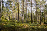 Apurahojen myöntäjänä toimiva Metsämiesten Säätiön tehtävänä on metsäalan kehittäminen sekä alalla toimivien ihmisten hyvinvoinnin edistäminen. Kuvituskuva.
