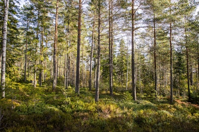 Apurahojen myöntäjänä toimiva Metsämiesten Säätiön tehtävänä on metsäalan kehittäminen sekä alalla toimivien ihmisten hyvinvoinnin edistäminen. Kuvituskuva.