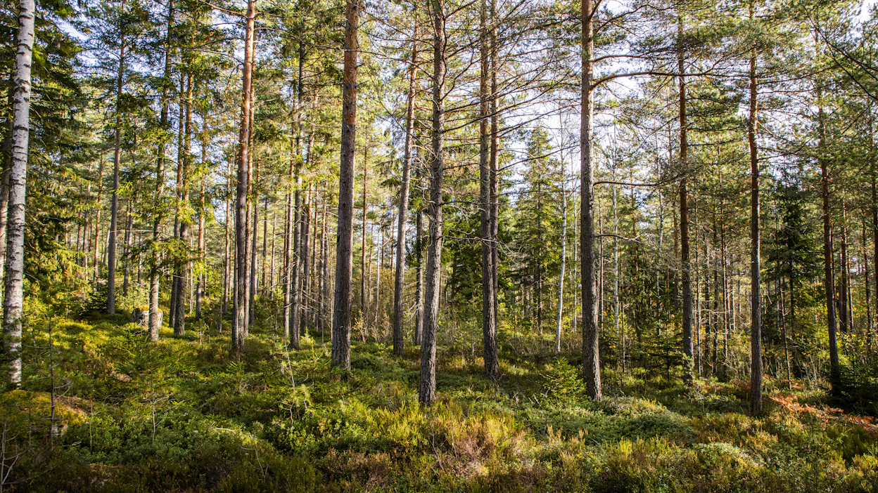 Apurahojen myöntäjänä toimiva Metsämiesten Säätiön tehtävänä on metsäalan kehittäminen sekä alalla toimivien ihmisten hyvinvoinnin edistäminen. Kuvituskuva.