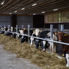 Maitoa tuotettiin tammi–marraskuussa vajaa kolme prosenttia vähemmän kuin vuosi aiemmin, Luke kertoo. Maitotilojen määrä on vähentynyt kahdeksalla prosentilla vuoden aikana.
