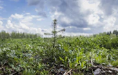 Maaomistajat haluavat omistamiltaan alueilta taloudellista tuottoa, mutta saako vettämisestä rahaa, kysyvät kirjoittajat. Metsitys on maanomistajien keskuudessa toivotuin soiden jälkikäyttömuoto.