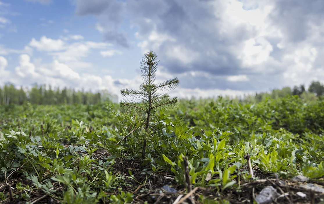 Maaomistajat haluavat omistamiltaan alueilta taloudellista tuottoa, mutta saako vettämisestä rahaa, kysyvät kirjoittajat. Metsitys on maanomistajien keskuudessa toivotuin soiden jälkikäyttömuoto.