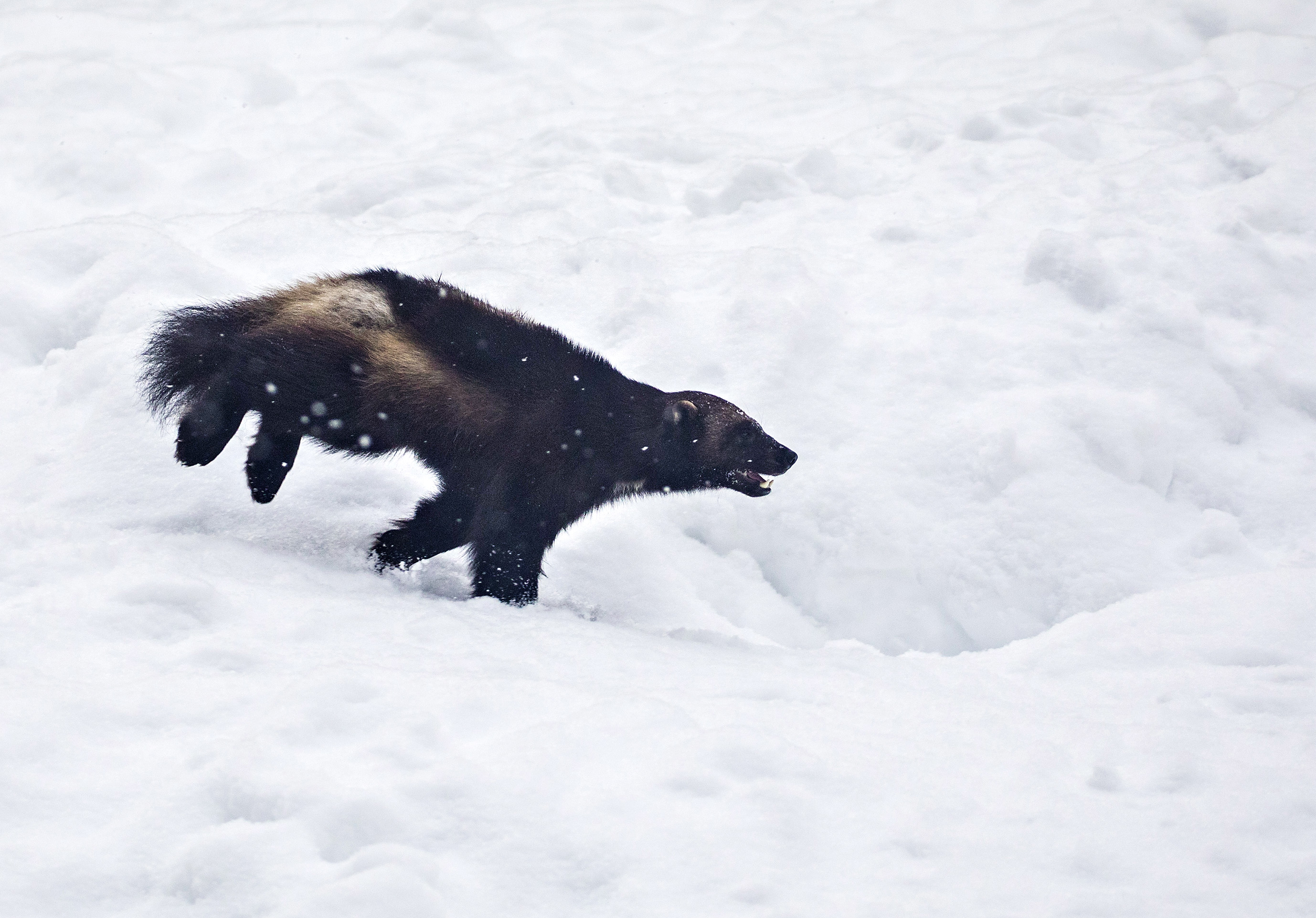 Ahma on uhanalainen suurpeto.