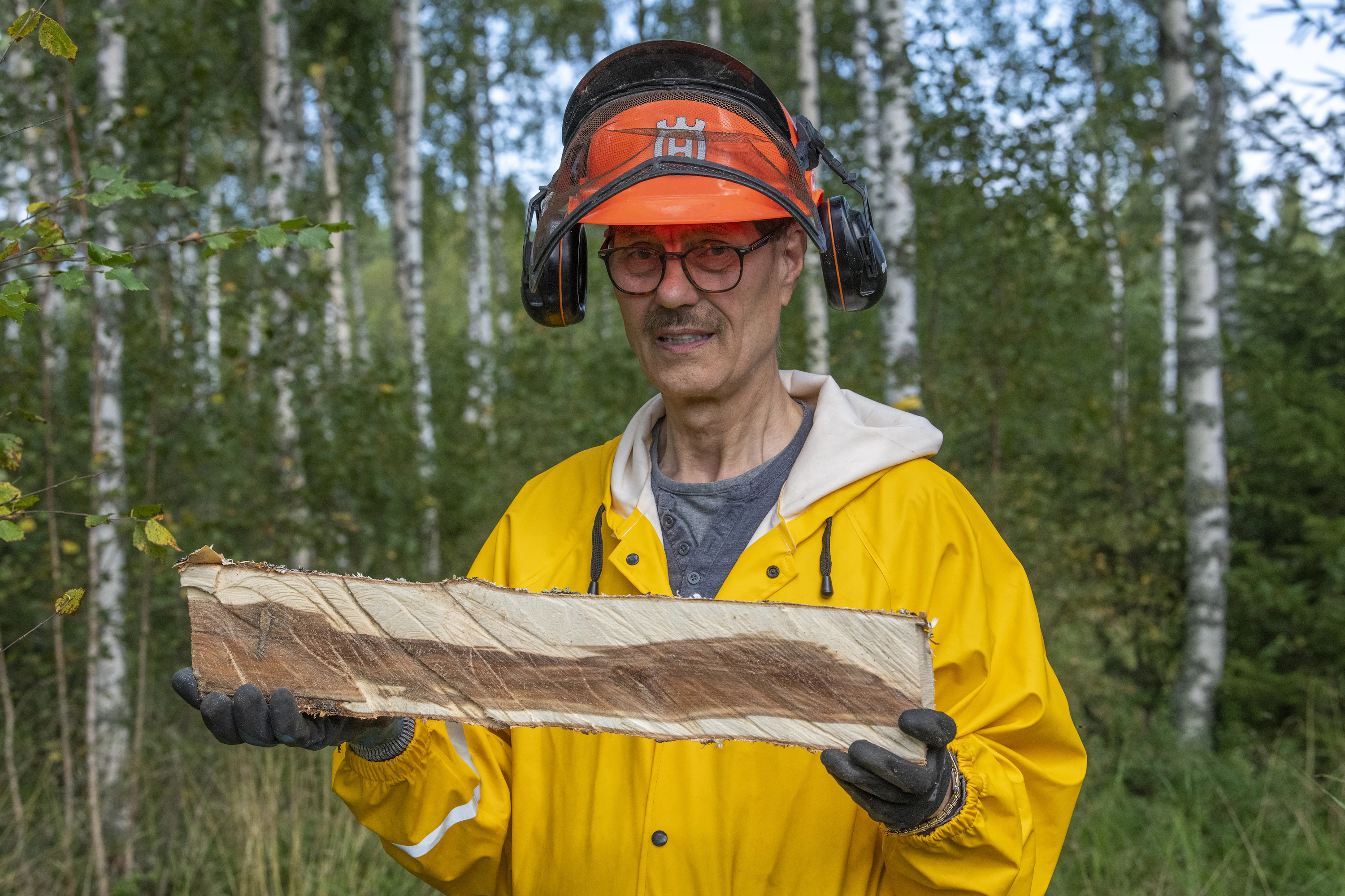Pakurisieni kyllä möngertää koivun rungossa mutta ei tule pintaan, näyttää pakurinviljelijä Timo Huhtaluoma.