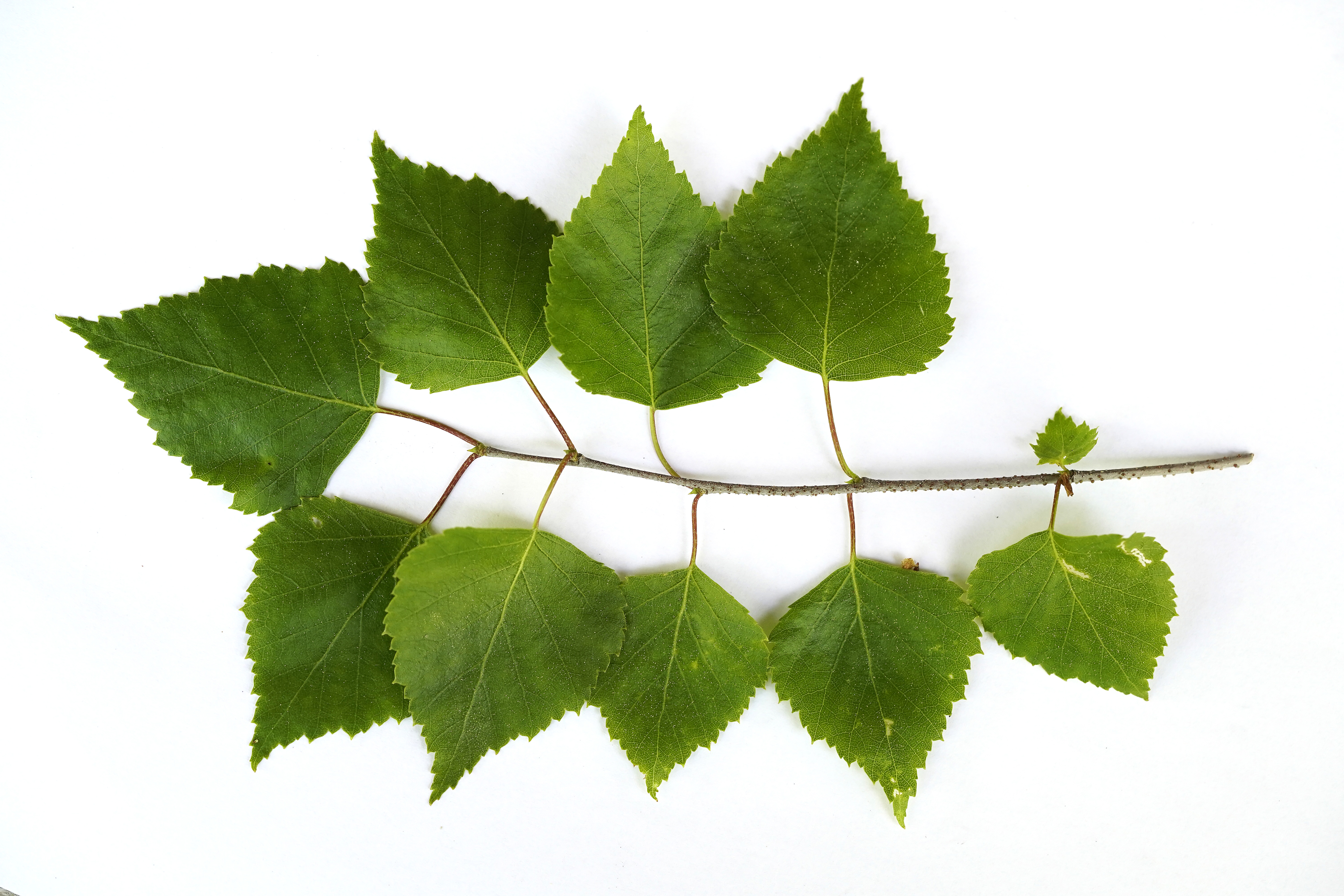 Suomen kansallispuu rauduskoivu saattaa pystyä sopeutumaan hyvin ilmastonmuutokseen.