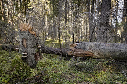 Valtaosa Suomen suojelluista metsistä on kokonaan metsätalouskäytön ulkopuolella.