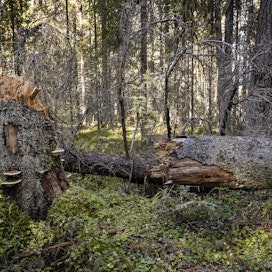 Valtaosa Suomen suojelluista metsistä on kokonaan metsätalouskäytön ulkopuolella.