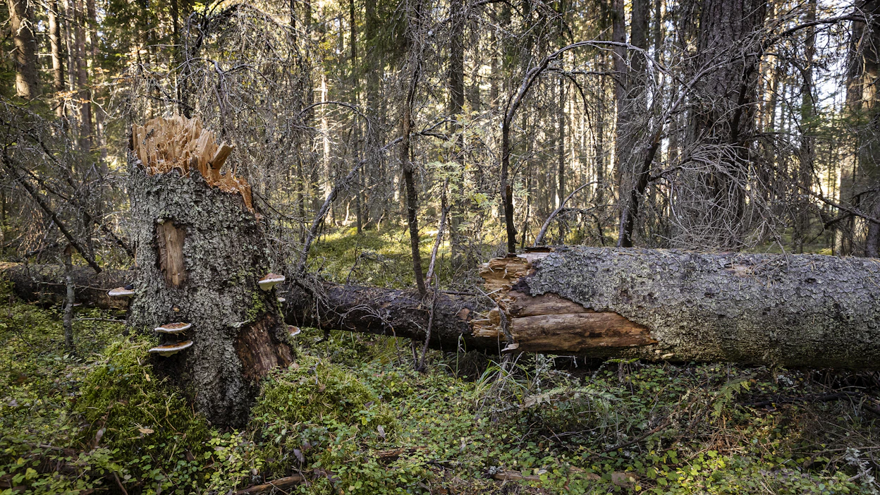 Valtaosa Suomen suojelluista metsistä on kokonaan metsätalouskäytön ulkopuolella.