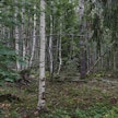 Metsälaidunta. Metsälaidun on uhanalainen perinnebiotooppi. Kuvituskuva.