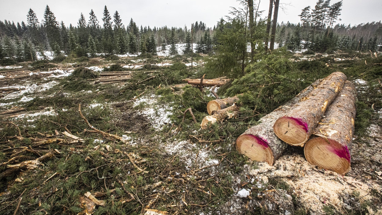 Ennallistamisasetus pienentäisi puuntuotannossa olevaa pinta-alaa ja kasvattaisi metsän muiden käyttömuotojen vaikutusta. Elinkeinomahdollisuudet olisivat kuitenkin perinteistä metsäsektoria pienemmät.