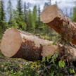Metsäyhtiöiden mukaan sellukattiloihin päätyvät tukit ovat marginaalisia poikkeuseriä.