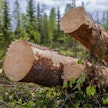 Esimerkiksi avohakkuut kuumentavat keskustelua. Onko media vastuussa sen vaikutuksista metsäalaan?