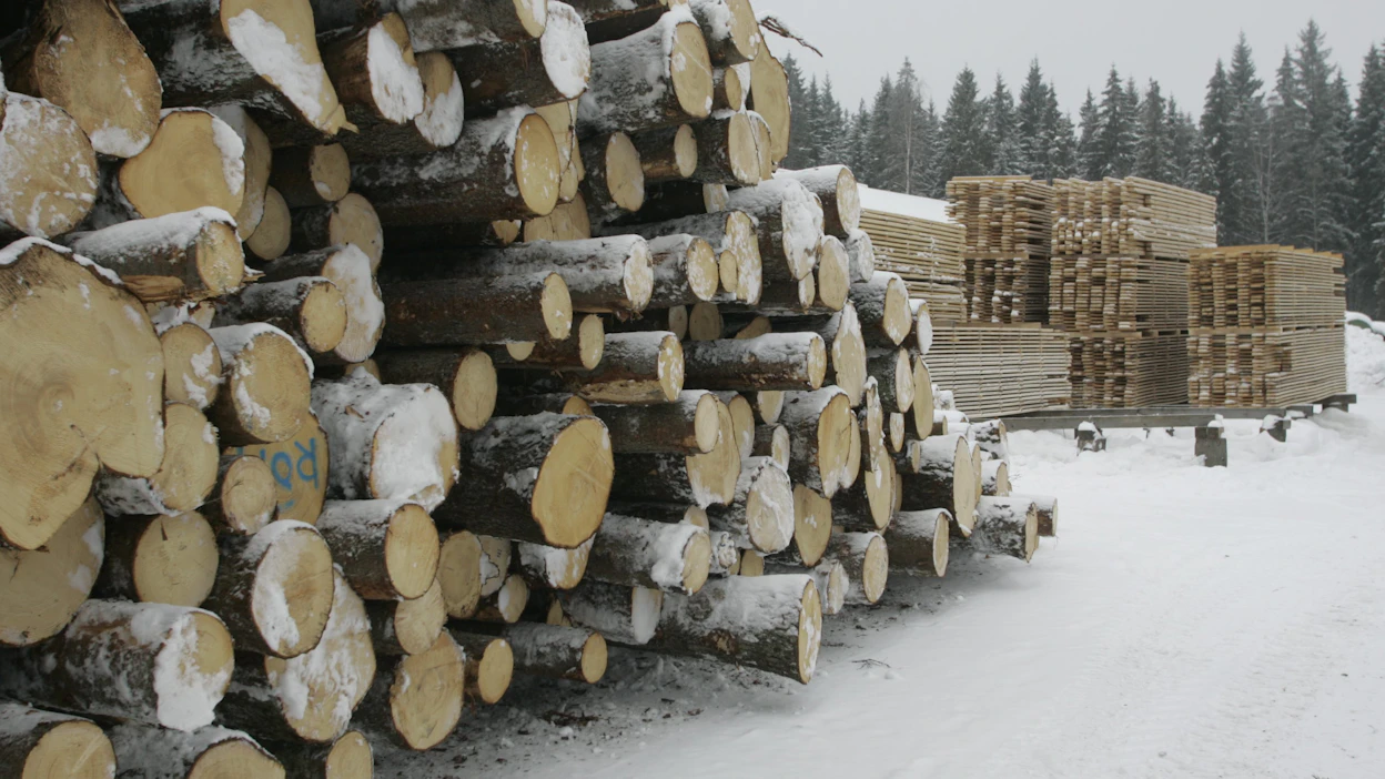 EU:n hiilinielutavoitteen saavuttaminen vaatisi metsätalouden nopeaa rajoittamista. Neljäsosa vähennyksestä tapahtuisi Pohjoismaissa. Hakkuita siirtyisi Euroopan ulkopuolelle - kuten osa metsätuloistakin.