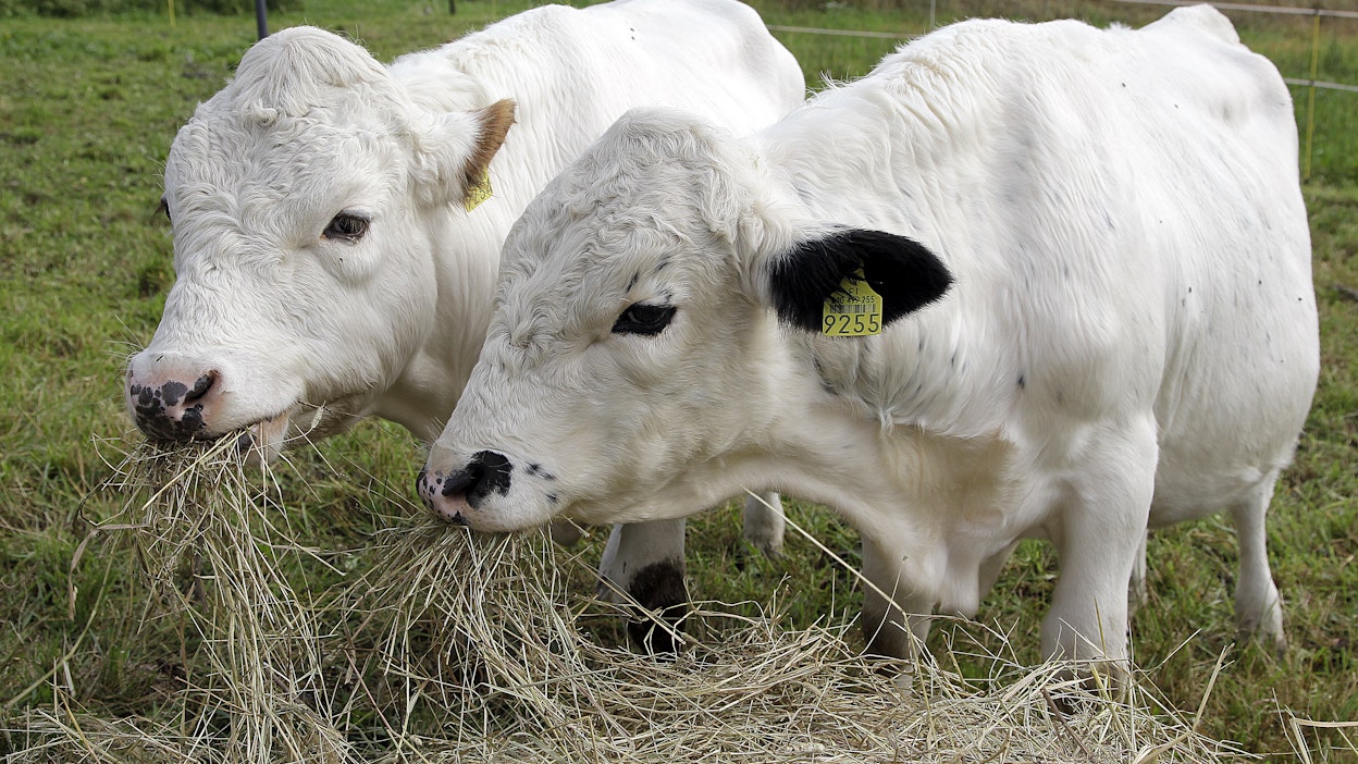 Lapinlehmillä ja suomalaisilla on paljon yhteistä. Kuvituskuva.