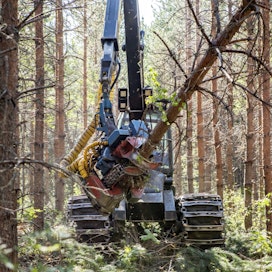 Kohu metsien hatvennushakkuista Keski-Suomessa osoittautui turhaksi, koska kyseessä oli mittausvirhe.