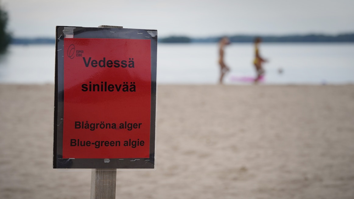 Uimarantojen sinilevätilannetta on syytä seurata juhannusviikolla. Kuvituskuva.