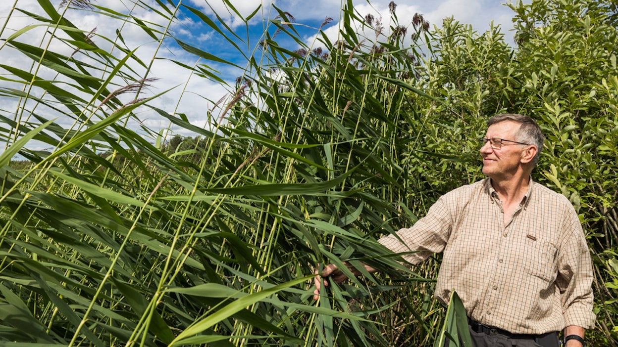 Aimo Turunen on toiveikas, että ruokokasvualustojen ja -kuivikkeiden valmistus saadaan isosti käyntiin. Vientimahdollisuudet sekä osaamiselle että tuotteille ovat suuret. Tähän saakka ruokojen ravinteet on haaskattu sinileville.