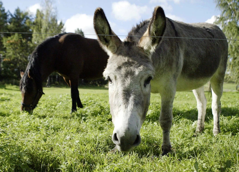 Aasilla tulee olla seuranaan lajitoveri vuodesta 2028 lähtien. HELINÄ KUUSELA / LEHTIKUVA.