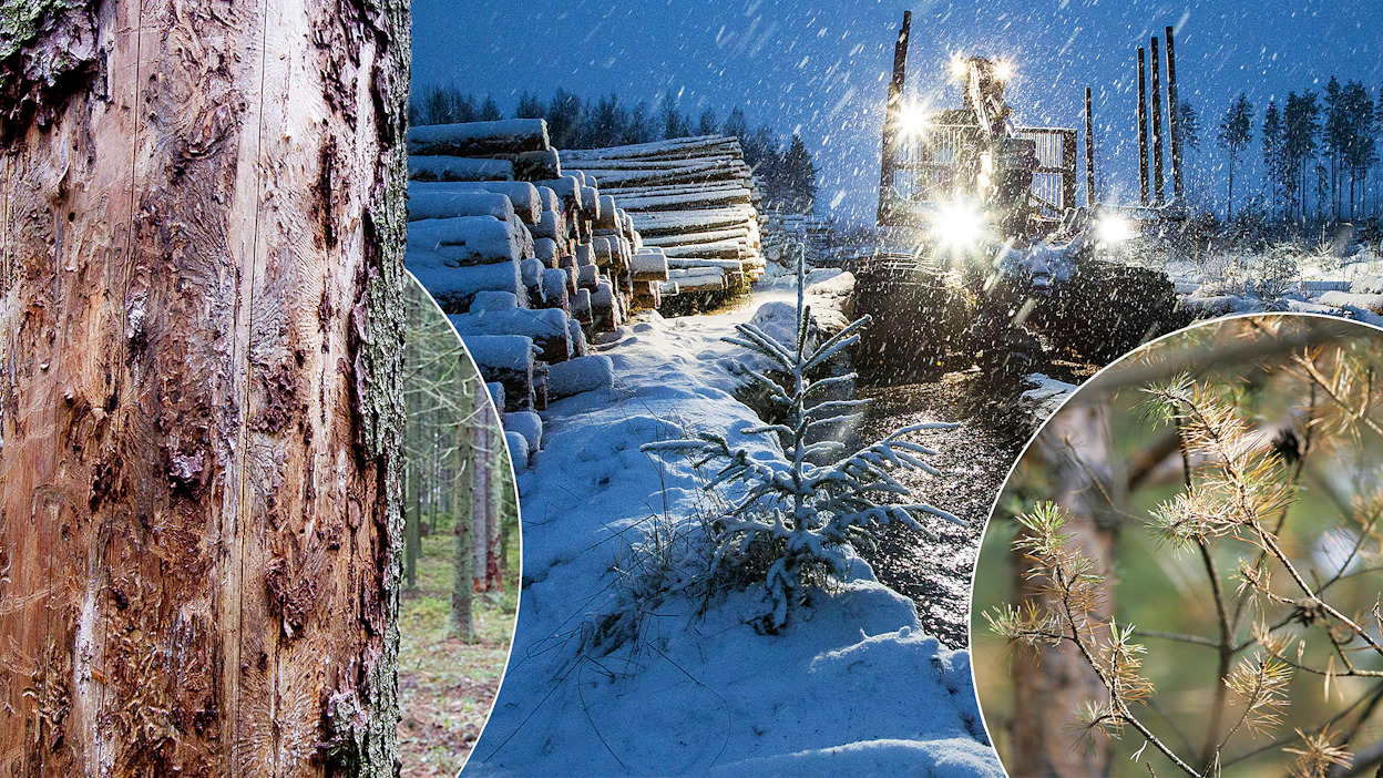 Kuivat kesät, rankkasateet ja pakkaspäivien vähentyminen rasittavat tulevaisuudessa puustoa yhä enemmän. Metsänomistaja voi parantaa oman metsänsä sopeutumiskykyä muutoksiin monipuolistamalla metsän kasvatustapoja, rakennetta ja puulajeja.