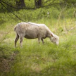 Kuvituskuvan lammas ei liity tapaukseen.