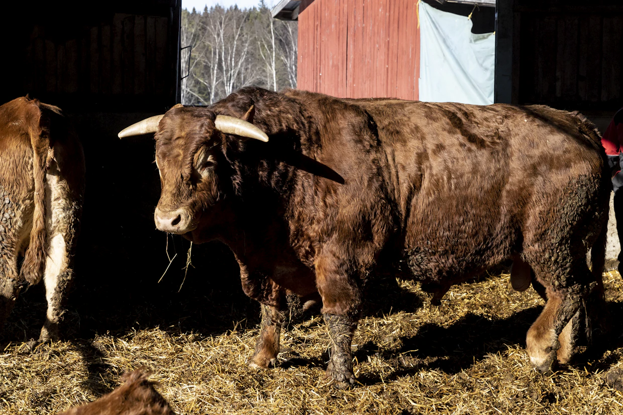 Indeksilaskentoihin liittyvät tiedot ovat saatavilla Minun maatila -ohjelmassa.