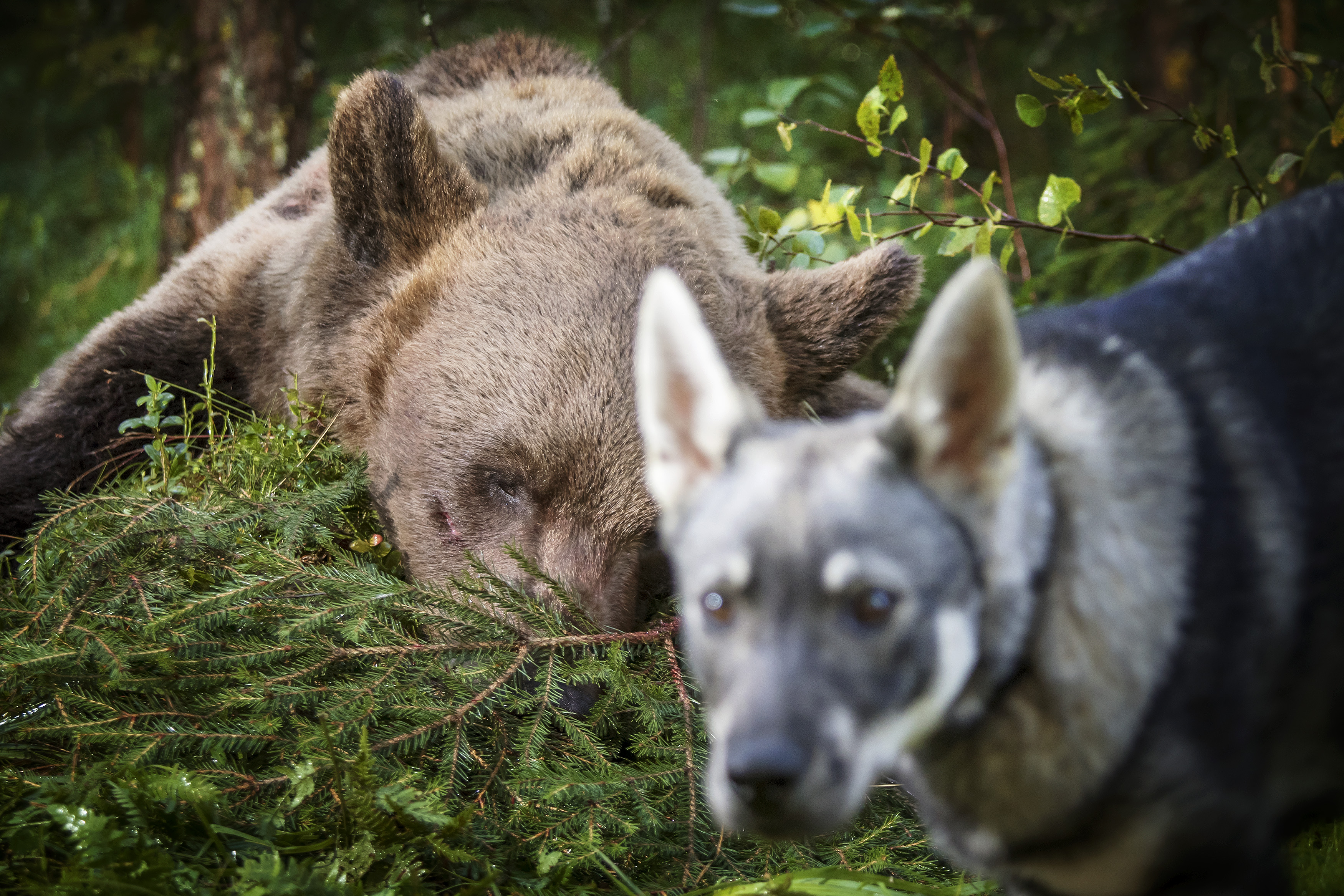 Suden suojelutarpeen arvioinnin lisäksi valiokunnan mielestä tulee arvioida myös muiden suurpetokantojen suojelutarvetta.