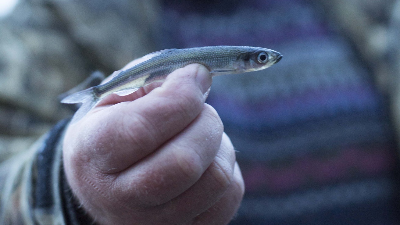 Sisävesien kuoreet ovat noin sormenmittaisia. Suurempia yksilöitä pyydetään mereltä ja siellä kuore eli norssi voi kasvaa jopa 30 senttiseksi.
