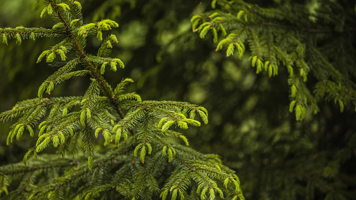 Metsärahastot sijoittavat enimmäkseen metsäpalstoihin. Puun myynnin ohella ne odottavat tuottoja tuulivoimaloille vuokratuista maa-alueista.